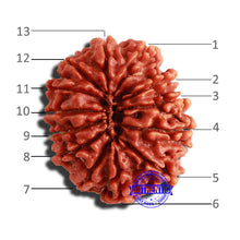Load image into Gallery viewer, 13 Mukhi Nepalese Rudraksha - Bead No. 294