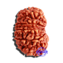 Load image into Gallery viewer, 13 Mukhi Nepalese Rudraksha - Bead No. 294