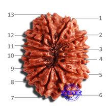 Load image into Gallery viewer, 13 Mukhi Nepalese Rudraksha - Bead No. 295