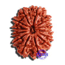 Load image into Gallery viewer, 13 Mukhi Nepalese Rudraksha - Bead No. 295