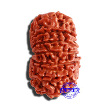 Load image into Gallery viewer, 13 Mukhi Nepalese Rudraksha - Bead No. 295