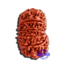 Load image into Gallery viewer, 13 Mukhi Nepalese Rudraksha - Bead No. 295