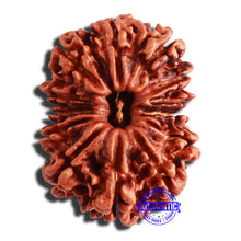 Load image into Gallery viewer, 13 Mukhi Nepalese Rudraksha - Bead No. 296