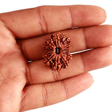 Load image into Gallery viewer, 13 Mukhi Nepalese Rudraksha - Bead No. 296