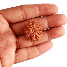 Load image into Gallery viewer, 13 Mukhi Nepalese Rudraksha - Bead No. 297