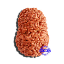 Load image into Gallery viewer, 13 Mukhi Nepalese Rudraksha - Bead No. 297