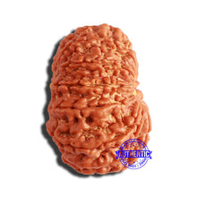 Load image into Gallery viewer, 13 Mukhi Nepalese Rudraksha - Bead No. 297