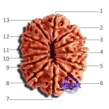 Load image into Gallery viewer, 13 Mukhi Nepalese Rudraksha - Bead No. 299