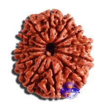 Load image into Gallery viewer, 13 Mukhi Nepalese Rudraksha - Bead No. 301