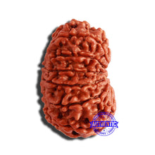 Load image into Gallery viewer, 13 Mukhi Nepalese Rudraksha - Bead No. 301