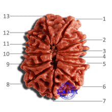 Load image into Gallery viewer, 13 Mukhi Nepalese Rudraksha - Bead No. 302