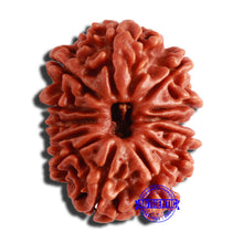 Load image into Gallery viewer, 13 Mukhi Nepalese Rudraksha - Bead No. 302