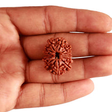 Load image into Gallery viewer, 13 Mukhi Nepalese Rudraksha - Bead No. 302