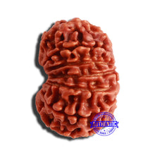Load image into Gallery viewer, 13 Mukhi Nepalese Rudraksha - Bead No. 302