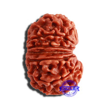 Load image into Gallery viewer, 13 Mukhi Nepalese Rudraksha - Bead No. 302