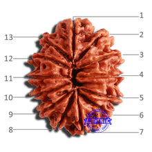 Load image into Gallery viewer, 13 Mukhi Nepalese Rudraksha - Bead No. 303
