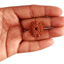 Load image into Gallery viewer, 13 Mukhi Nepalese Rudraksha - Bead No. 303