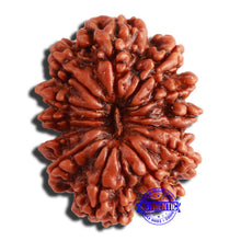 Load image into Gallery viewer, 13 Mukhi Nepalese Rudraksha - Bead No. 304