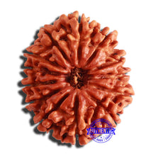 Load image into Gallery viewer, 13 Mukhi Nepalese Rudraksha - Bead No. 305