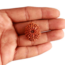 Load image into Gallery viewer, 13 Mukhi Nepalese Rudraksha - Bead No. 305