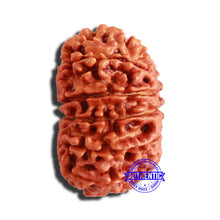 Load image into Gallery viewer, 13 Mukhi Nepalese Rudraksha - Bead No. 305