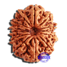 Load image into Gallery viewer, 13 Mukhi Nepalese Rudraksha - Bead No. 306