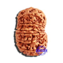 Load image into Gallery viewer, 13 Mukhi Nepalese Rudraksha - Bead No. 306