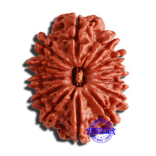 Load image into Gallery viewer, 13 Mukhi Nepalese Rudraksha - Bead No. 307