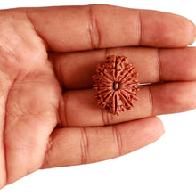 Load image into Gallery viewer, 13 Mukhi Nepalese Rudraksha - Bead No. 307