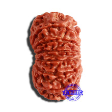 Load image into Gallery viewer, 13 Mukhi Nepalese Rudraksha - Bead No. 307