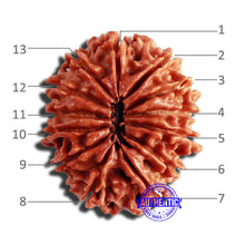 Load image into Gallery viewer, 13 Mukhi Nepalese Rudraksha - Bead No. 308