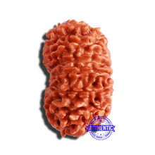 Load image into Gallery viewer, 13 Mukhi Nepalese Rudraksha - Bead No. 308