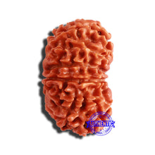 Load image into Gallery viewer, 13 Mukhi Nepalese Rudraksha - Bead No. 308