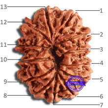 Load image into Gallery viewer, 13 Mukhi Nepalese Rudraksha - Bead No. 349