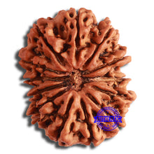 Load image into Gallery viewer, 13 Mukhi Nepalese Rudraksha - Bead No. 349