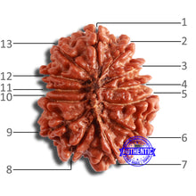 Load image into Gallery viewer, 13 Mukhi Nepalese Rudraksha - Bead No. 351
