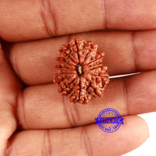 Load image into Gallery viewer, 13 Mukhi Nepalese Rudraksha - Bead No. 351