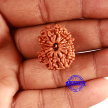 Load image into Gallery viewer, 13 Mukhi Nepalese Rudraksha - Bead No. 352