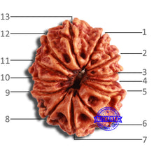 Load image into Gallery viewer, 13 Mukhi Nepalese Rudraksha - Bead No. 353