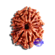 Load image into Gallery viewer, 13 Mukhi Nepalese Rudraksha - Bead No. 353