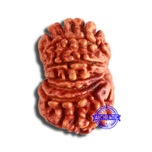 Load image into Gallery viewer, 13 Mukhi Nepalese Rudraksha - Bead No. 353