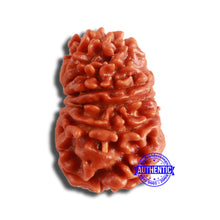 Load image into Gallery viewer, 13 Mukhi Nepalese Rudraksha - Bead No. 354