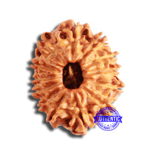 Load image into Gallery viewer, 13 Mukhi Nepalese Rudraksha - Bead No. 355