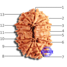 Load image into Gallery viewer, 13 Mukhi Nepalese Rudraksha - Bead No. 356