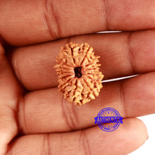 Load image into Gallery viewer, 13 Mukhi Nepalese Rudraksha - Bead No. 356