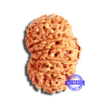 Load image into Gallery viewer, 13 Mukhi Nepalese Rudraksha - Bead No. 356