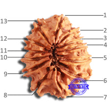 Load image into Gallery viewer, 13 Mukhi Nepalese Rudraksha - Bead No. 357