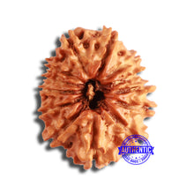 Load image into Gallery viewer, 13 Mukhi Nepalese Rudraksha - Bead No. 357
