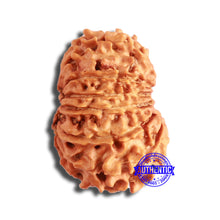 Load image into Gallery viewer, 13 Mukhi Nepalese Rudraksha - Bead No. 357
