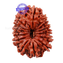 Load image into Gallery viewer, 14 Mukhi Nepalese Rudraksha - Bead No. 156
